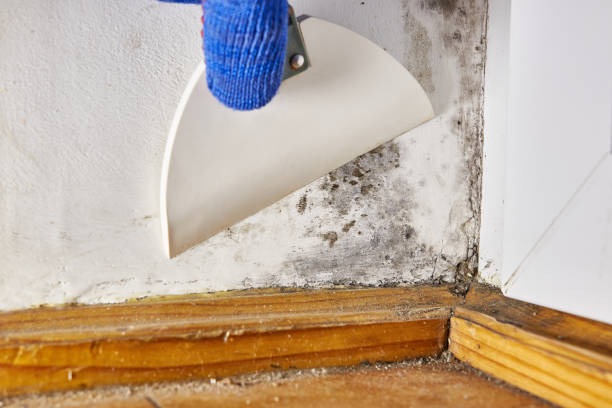 Trusted Decatur, AR Mold Removal Experts